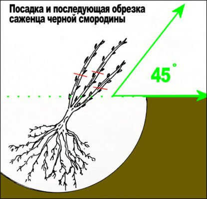 Посадить куст черной смородины