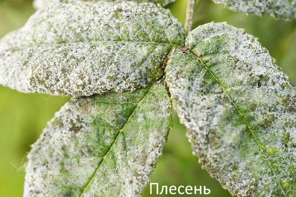 Белый налет на листьях комнатных растений. Уход