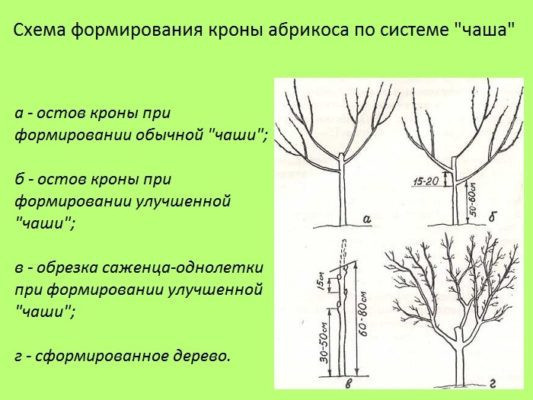 Расположение кроны типа «чаша