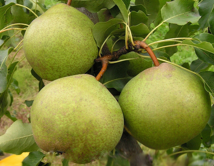 Сорт груши Осенняя Сладкая