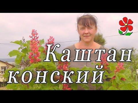Конский каштан Павия (красные цветы) и другие!