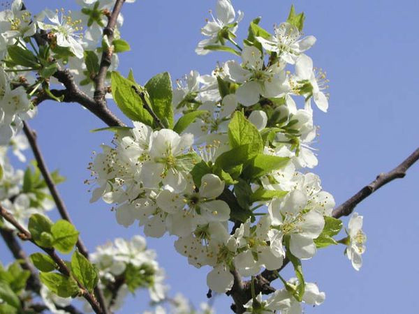 Груша Русская красавица