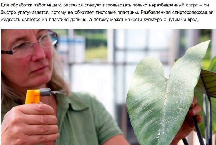 Белый налет на листьях комнатных растений. Уход