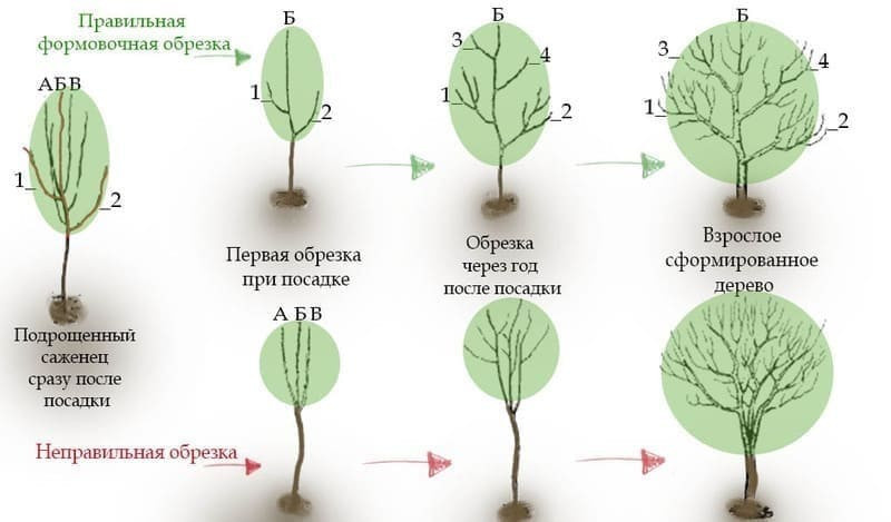 Правильная организация формирования кроны луковицы