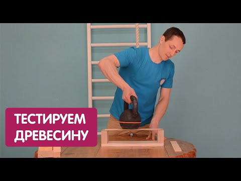 Какое дерево самое сильное? Бук против Сосны