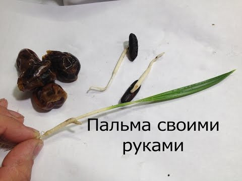 Финиковая пальма своими руками.