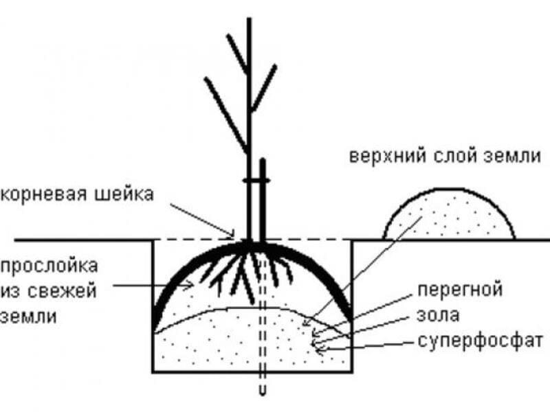 Алгоритм посадки саженца карликовой груши
