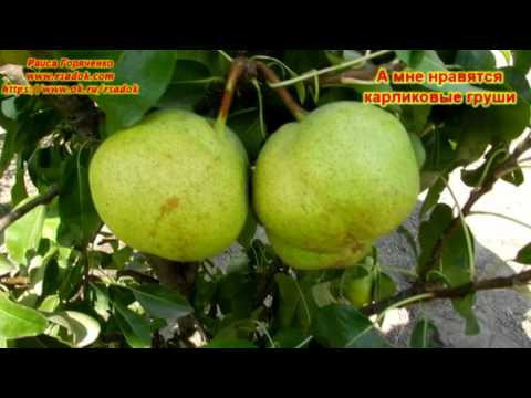 Сорта карликовых груш