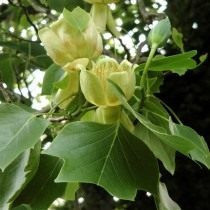 Liriodendron tulipifera, или настоящее тюльпанное дерево, или лиран (Liriodendron tulipifera)