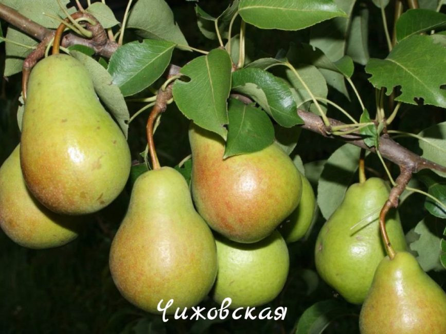Чижова груша