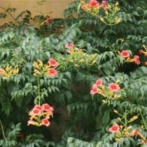 Укоренение кампсиса, или текомы (Campsis radicans)