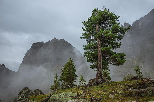 кедр в горных районах