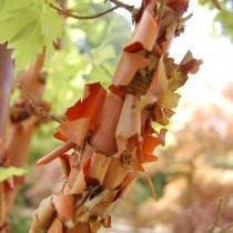 Клен серый (Acer griseum)