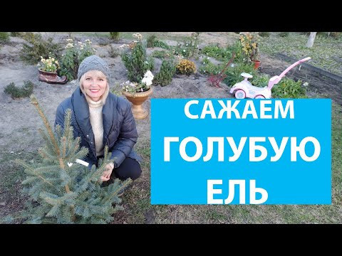 РАЗЖИГАЕМ БОЛЬШОЙ ОГОНЬ. Как посадить голубую ель