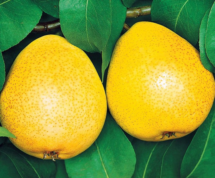 Сорт груши Флейта
