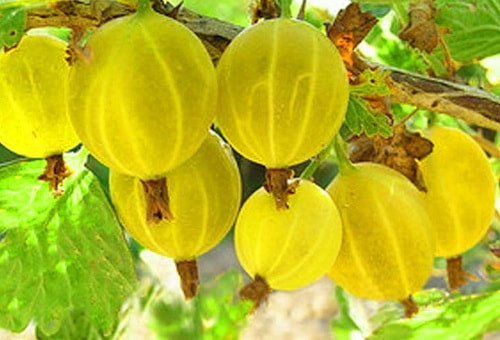 крыжовник весенний описание сорта фото отзывы
