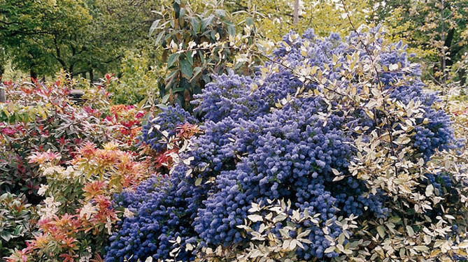 Цеанотус – посадка и уход в открытом грунте, фото сортов с описаниями