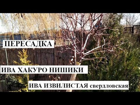 ДИКИЙ ХАКУРО НИСИКИ в саду, ПЕРЕСАДКА, выбрать локацию ДИКИЙ ДИКИЙ Свердловск