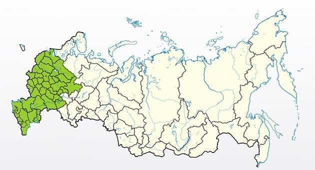 Яблоня Квинти