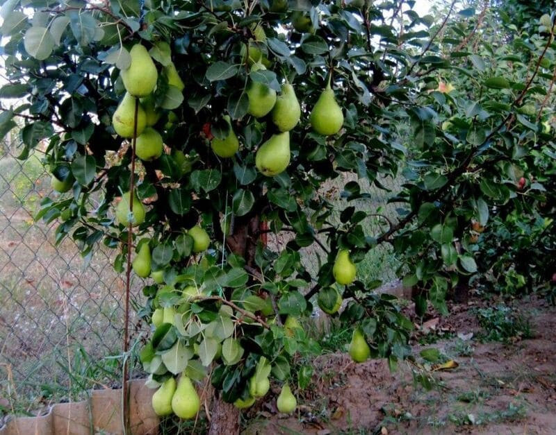 С одного растения получается собрать около 8 кг вкусных плодов