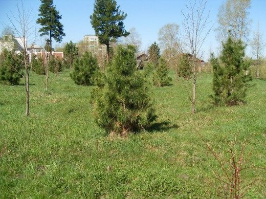 Молодые сибирские сосны в засаженной роще в Коряжме