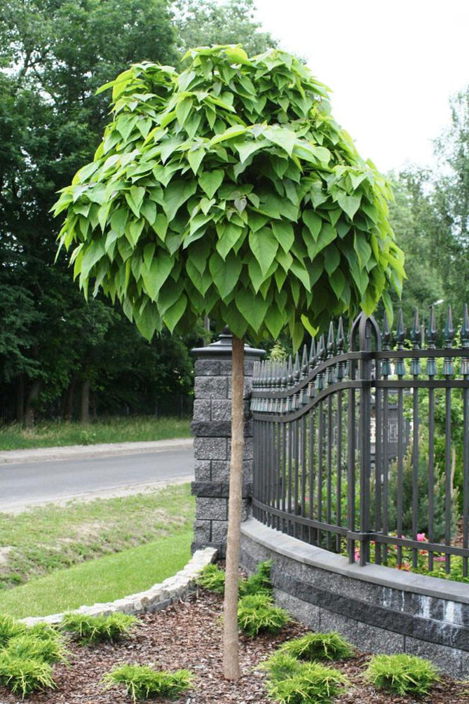 Дерево катальпа – посадка и уход, описание сортов, фото