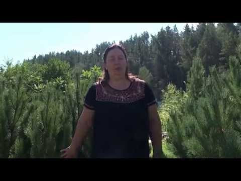 ГОРНАЯ СОСНА Полезные свойства и сферы применения