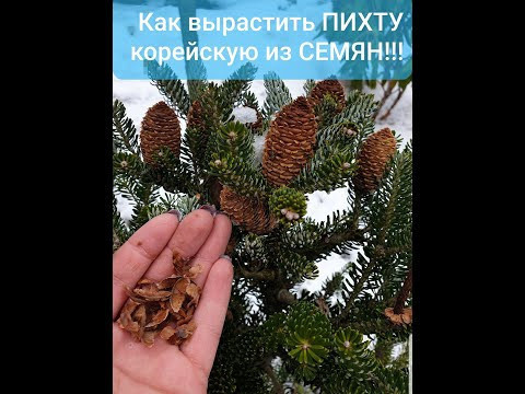 Как вырастить Пихту корейскую из семян!!!