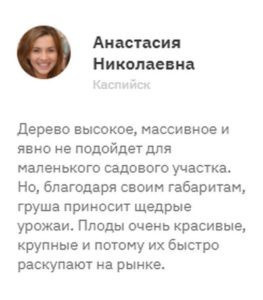Сорт груши Нарт
