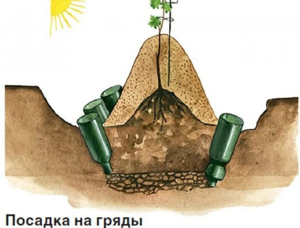 Виноград Супер Экстра. Описание сорта, фото, отзывы