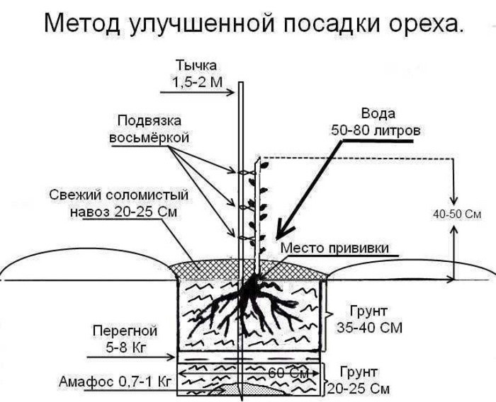 Орех Пекан
