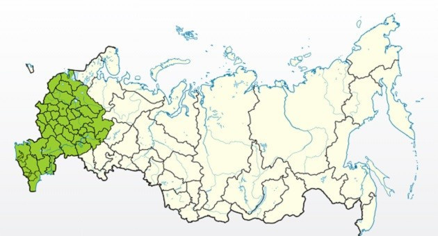 Яблоня Белорусский синап