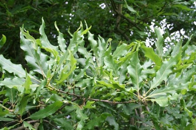 Листовая форма мушмулы сидячего дуба (Quercus petraea mespilifolia)