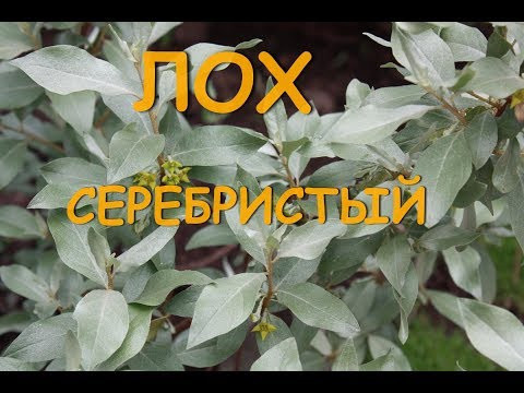 ЛОХ Сильвер. Ароматный, красивый кустарник.