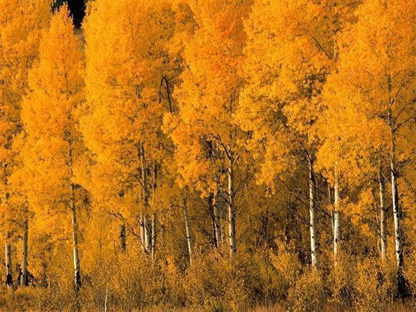 осенний наряд из осины