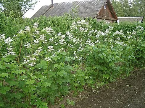 Агавамская ежевика