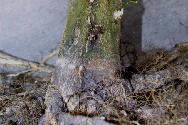 Что делать, если желтеет пихта