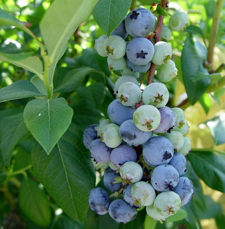 картинка 16750_1