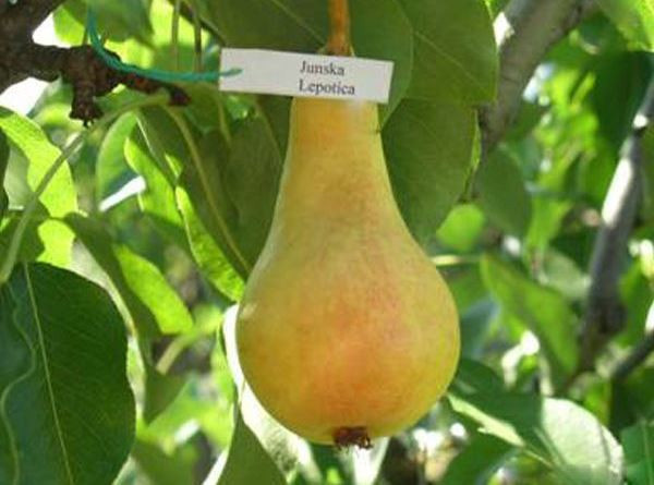 Спелый гибрид груши сорт Июнь Лепотица на ветке дерева