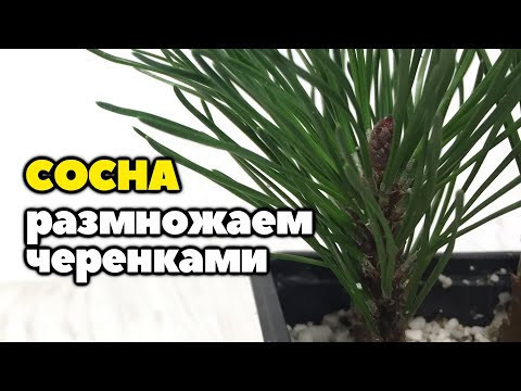 Размножение горной сосны черенками в домашних условиях