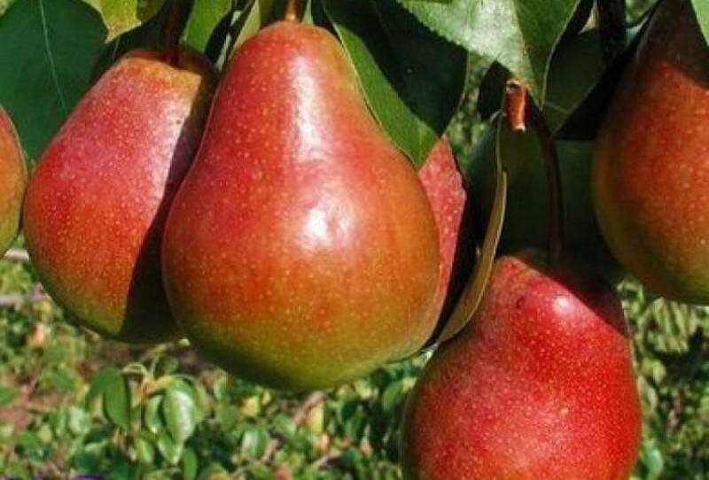 Этот сорт груши отличается высоким стабильным плодоношением каждый сезон