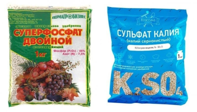 Чтобы укрепить растение, опрыскайте его раствором на основе суперфосфатов и калия