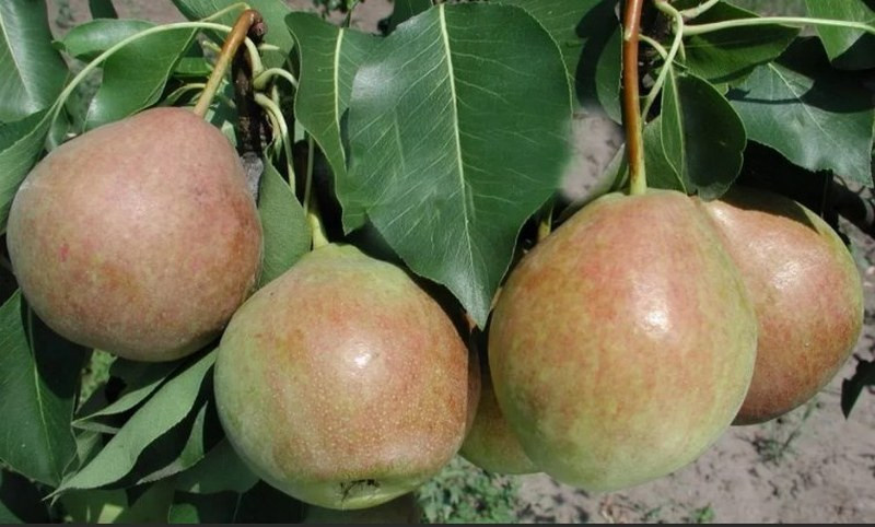Главные преимущества сорта – урожайность и отличные вкусовые характеристики