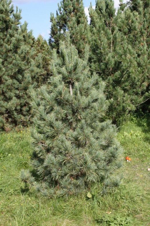 Сосна кедровая сибирская (лат. Pinus sibirica)