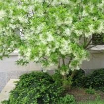 Снежный цветок Вирджиния, или Chionanthus Virginicus