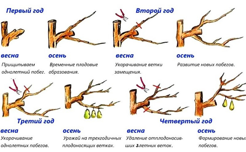 Схема обрезки груши в зависимости от возраста и сезона