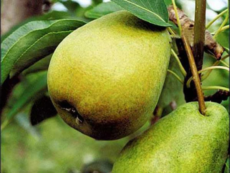 Плоды небольшого объема, но это компенсируется отличным вкусом