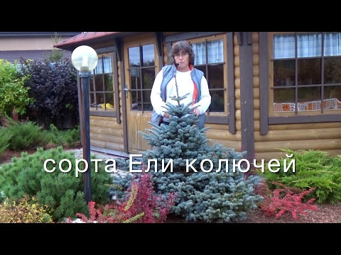 Разновидности ели. Барные растения.