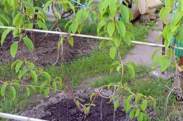 Актинидия кустарниковая