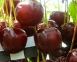 морозовка вишня описание сорта фото отзывы